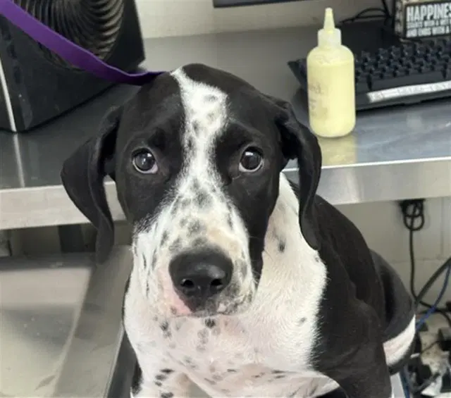Sherlock Bones - Bluetick Coonhound