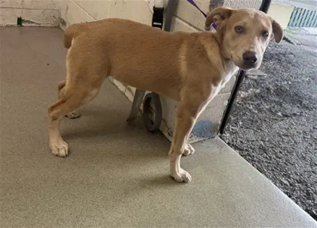 Honey - Pit Bull Terrier