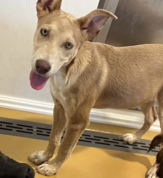 Honey - Pit Bull Terrier