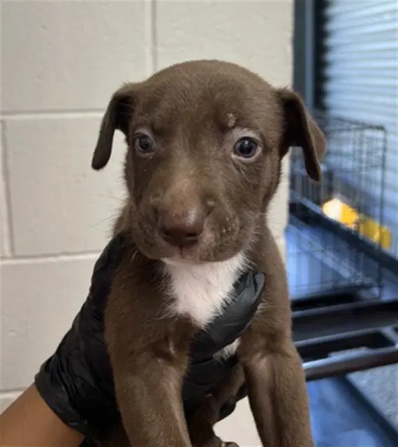 Bronx - Pit Bull Terrier