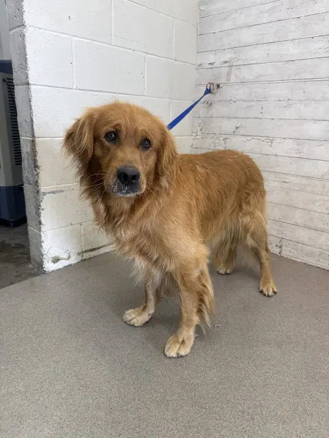 Goldfish - Golden Retriever