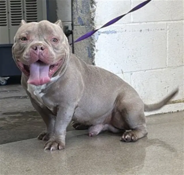 Dwayne The Rock - Pit Bull Terrier
