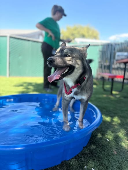 Benny, German Shepherd Dog / Mixed (medium coat)