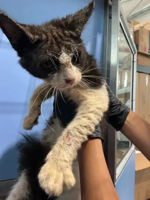 Joey - Domestic Short Hair