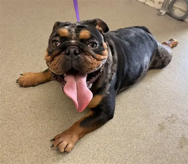 Cheddar Bear - Bulldog