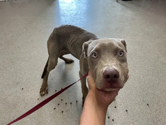 Joey - Pit Bull Terrier