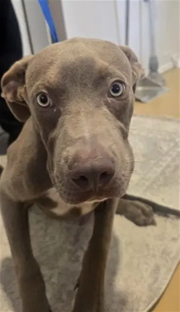 Joey - Pit Bull Terrier