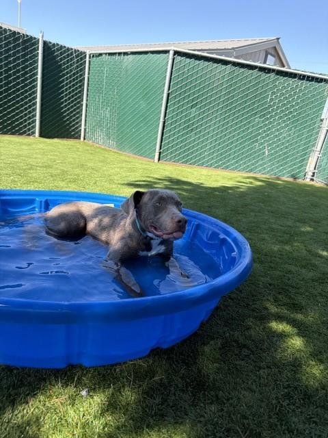 Joey, Pit Bull Terrier / Mixed (medium coat)