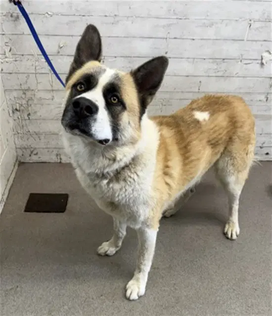 Oliver - Akita