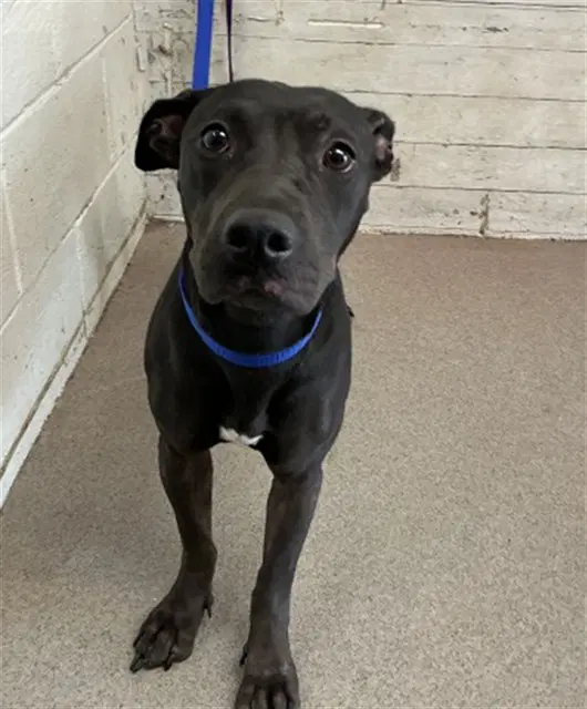 Gigi - Pit Bull Terrier