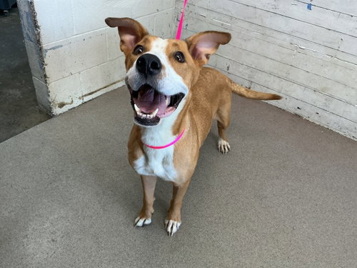 Snickers, Labrador Retriever / Mixed (medium coat)