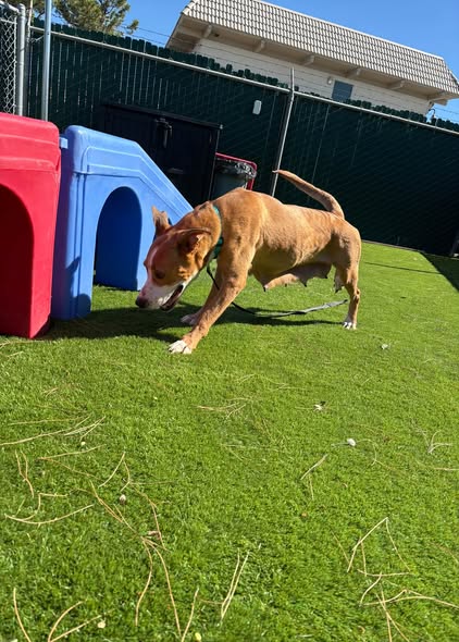 Abby, Labrador Retriever / Mixed (medium coat)
