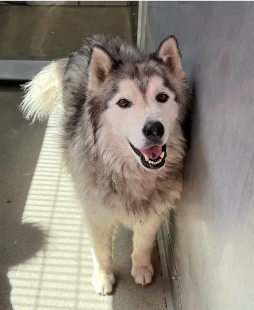 Hunter - Siberian Husky