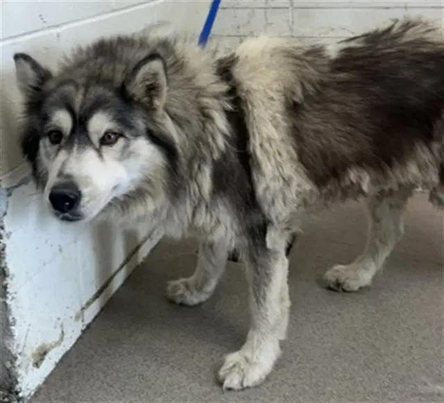Porkchop - Siberian Husky