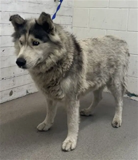 Sadie - Siberian Husky