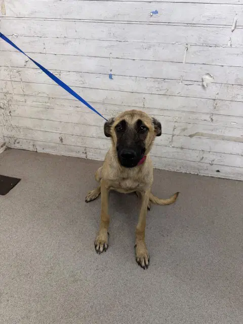 Jellybean - Belgian Shepherd Malinois