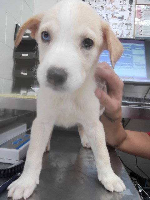 MARS, a dog for adoption from San Bernardino City Animal Control