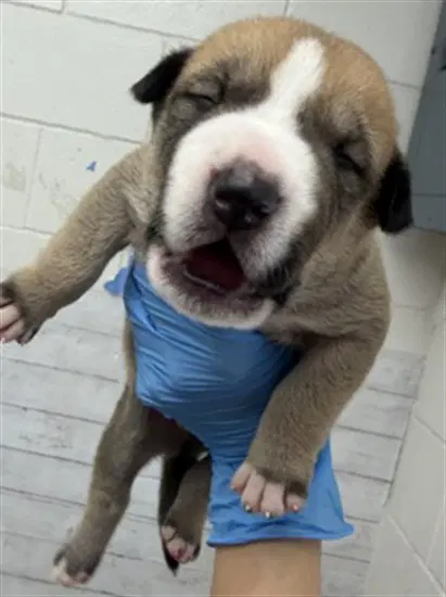 Neptune - Pit Bull Terrier