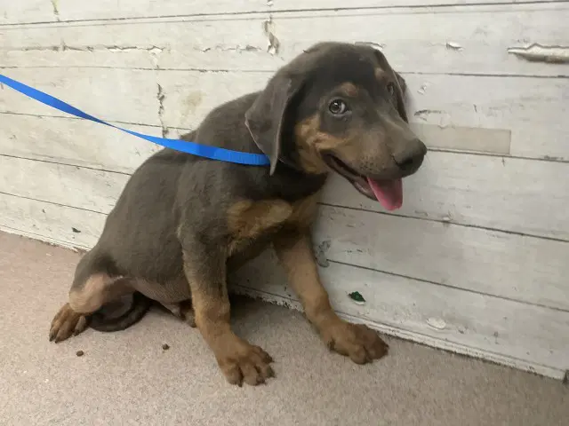 Tyson - Doberman Pinscher