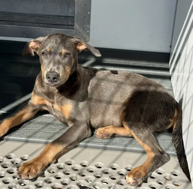 Jojo - Doberman Pinscher