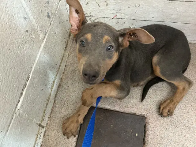 Cindy - Doberman Pinscher