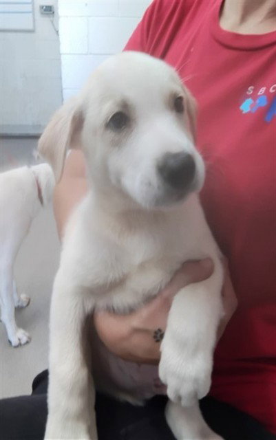 MERCURY, a dog for adoption from San Bernardino City Animal Control
