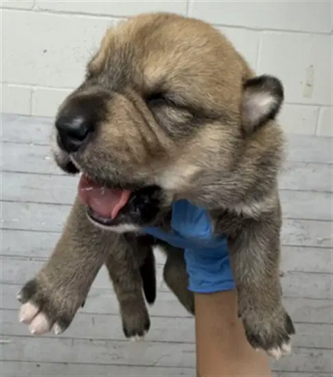 Venus - Pit Bull Terrier