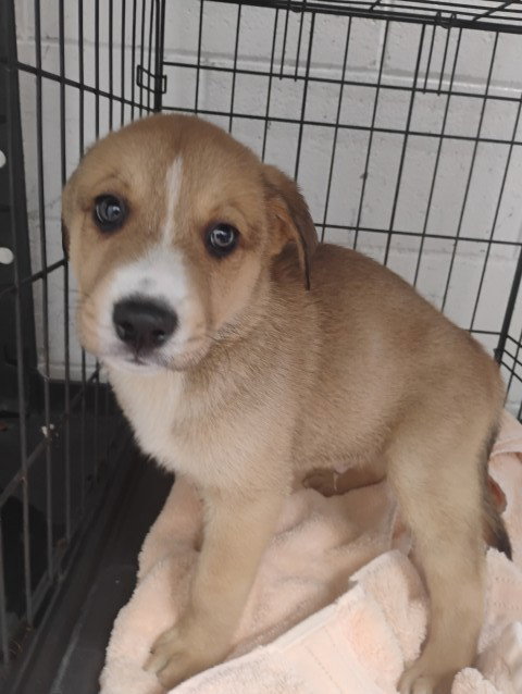 VENUS, a dog for adoption from San Bernardino City Animal Control