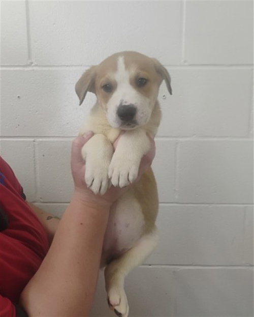SATURN, a dog for adoption from San Bernardino City Animal Control
