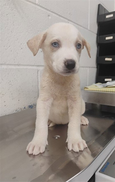 SKYE, a dog for adoption from San Bernardino City Animal Control