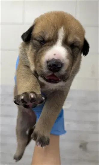 Jupiter - Pit Bull Terrier