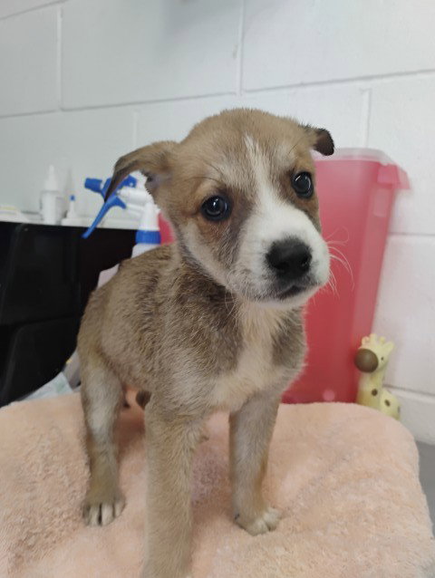 JUPITER, a dog for adoption from San Bernardino City Animal Control