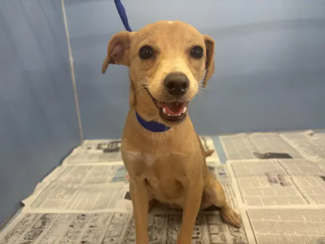 Shreya - Chihuahua