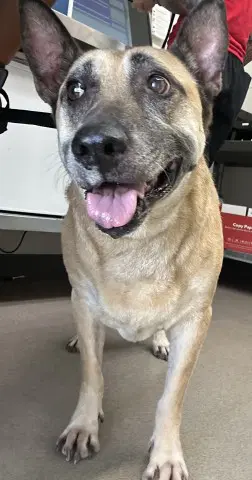 Unknown - German Shepherd Dog