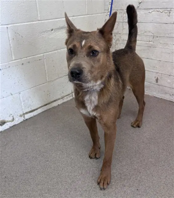 Mocha - Australian Cattle Dog/Blue Heeler