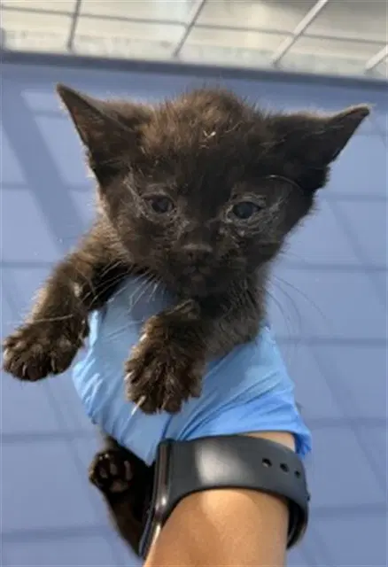 Nova - Domestic Short Hair