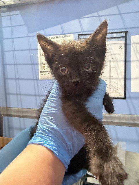 picture of the cat needing adoption