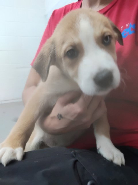 GALAXY, a dog for adoption from San Bernardino City Animal Control