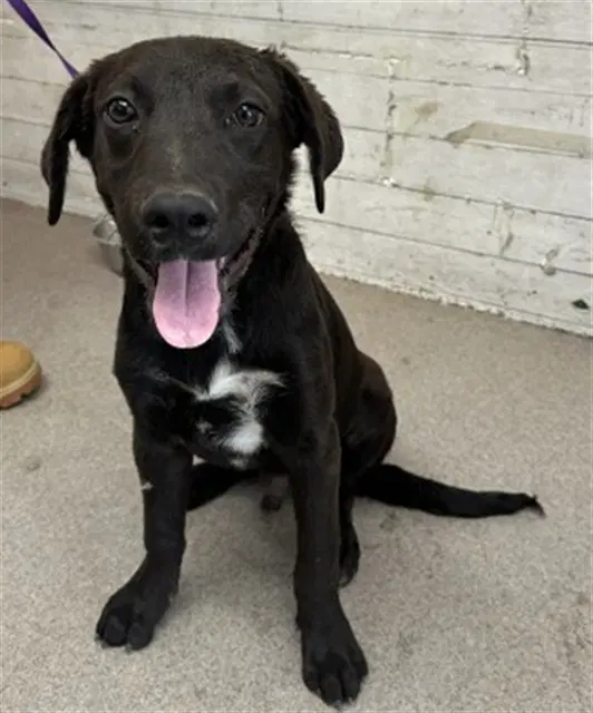 Boomer - Labrador Retriever