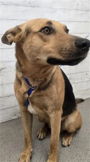 Birch - German Shepherd Dog