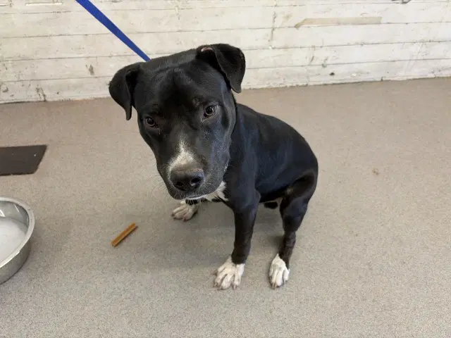 Cliff - Pit Bull Terrier