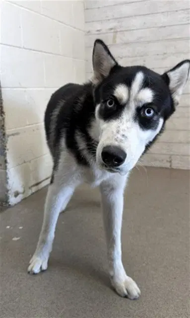 Sparrow - Siberian Husky