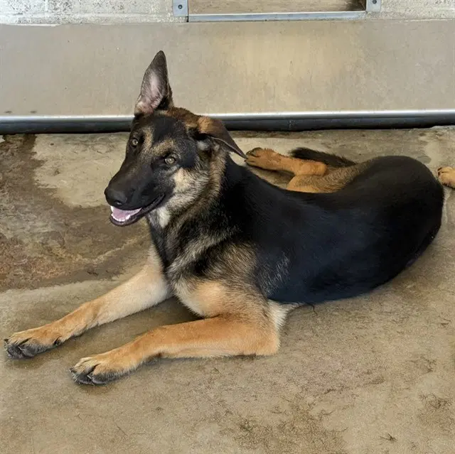 Star - German Shepherd Dog