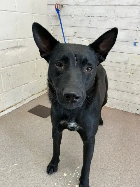 Snooki - German Shepherd Dog
