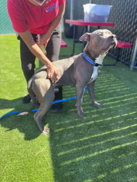 Owen - Pit Bull Terrier