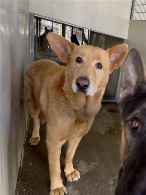 GYRO, a dog for adoption from San Bernardino City Animal Control