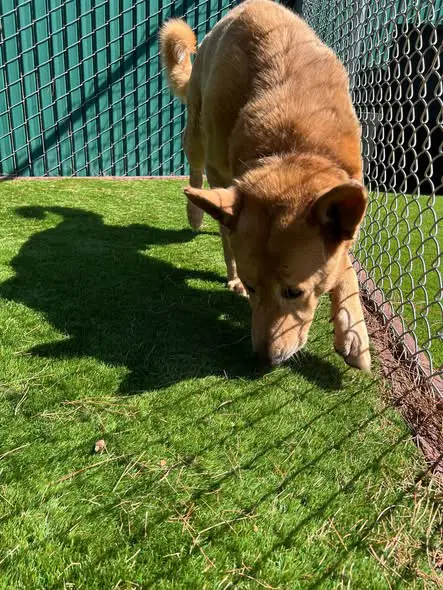 Gyro - Akita