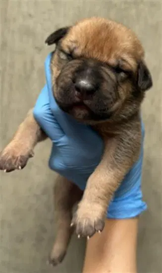 Unknown - Pit Bull Terrier