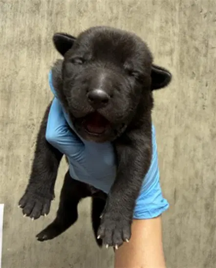 Unknown - Pit Bull Terrier