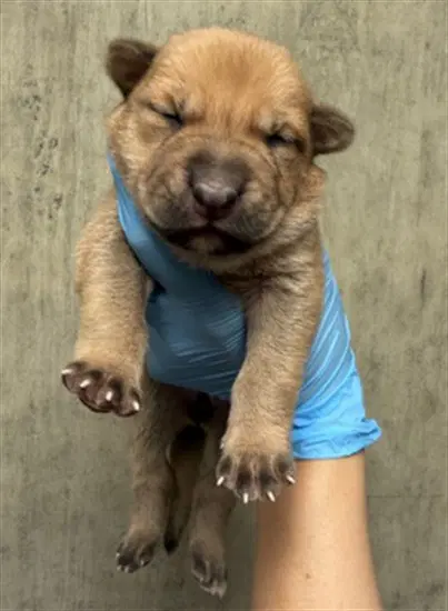 Unknown - Pit Bull Terrier